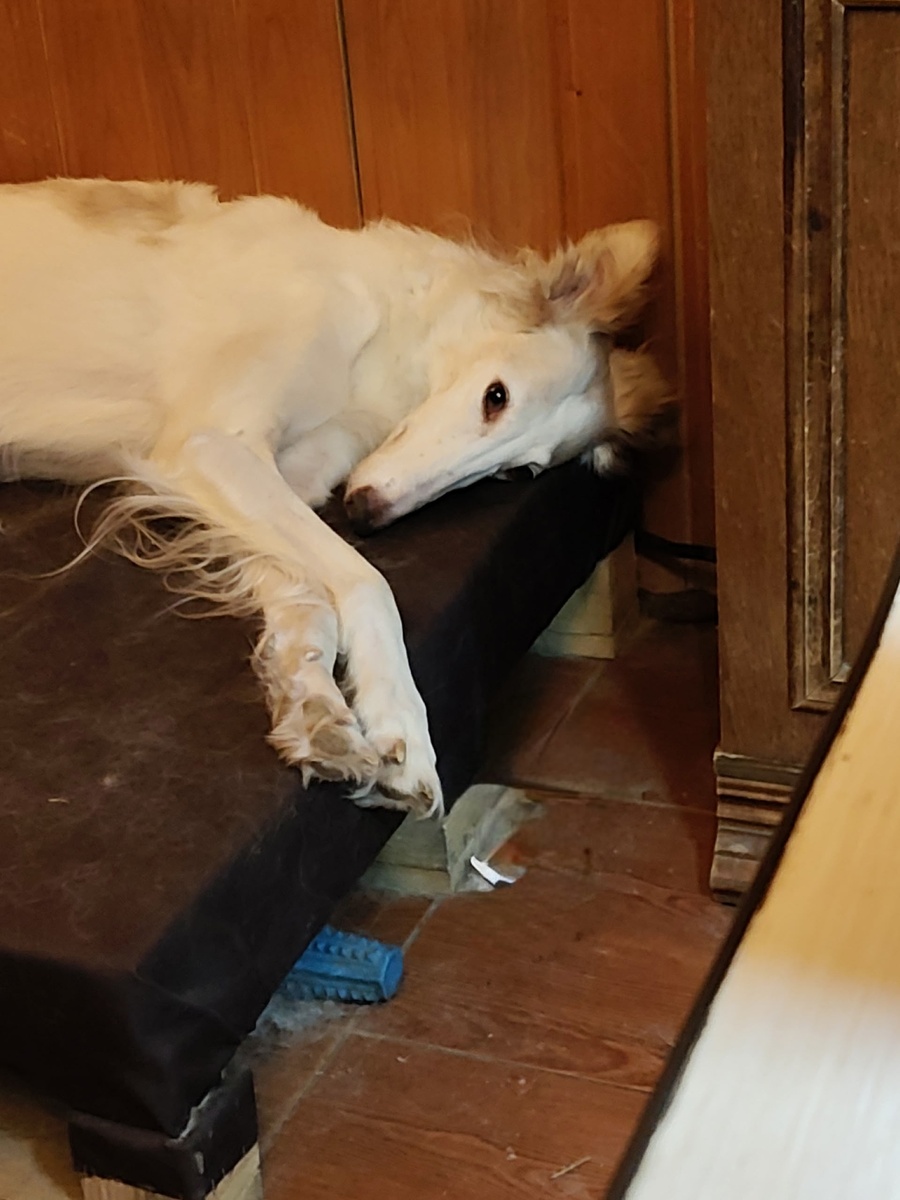 Леди-ушастик