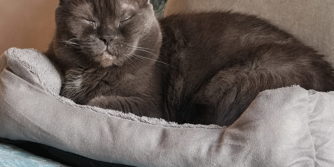 Неделя интересных 💩 историй и кошачьих фотографий. Дневник домохозяйки.