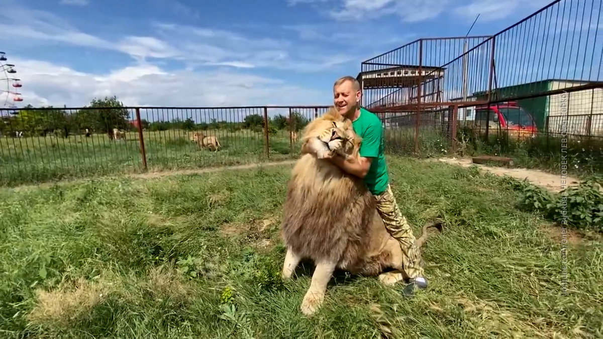    Крым парк Тайган нападение льва Олег Зубков