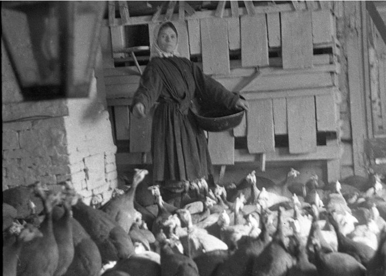 Фото из открытых источников. Одно из отделений Красногорского птичника, где содержались цесарки, 1953 г.