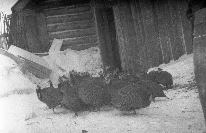 Фото из открытых источников. Цесарки на прогулке