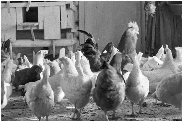 Эксперименты сибирских птицеводов