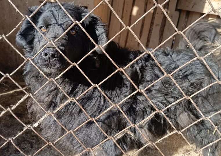 Наши бедные хвостики кушают раз в сутки и на это мы еле собираем!