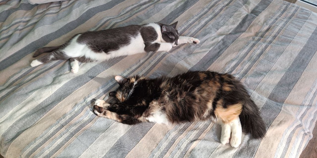 Весна! 🌷Сонные коты срочно переходят из состояния "пушистая ватрушка" в "меховая сосиска