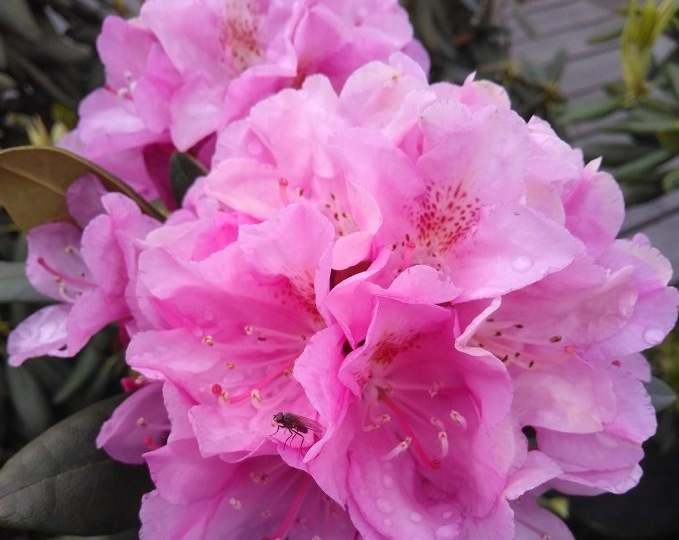 Рододендроны — это настоящие жемчужины сада, представляющие собой великолепные кустарники или небольшие деревья