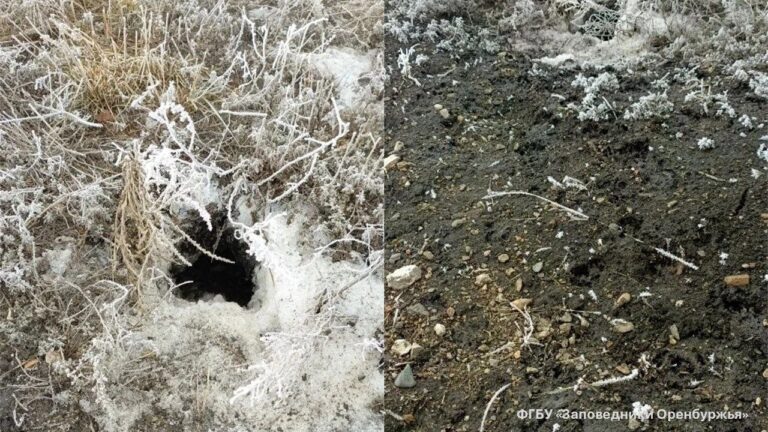    В Оренбуржье важное событие: первый сурок вышел из норы Мария Чалкина