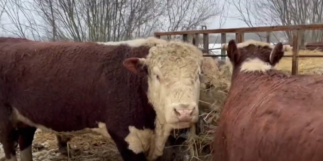 Массовый забой скота в Сибири и Поволжье: последние новости 16 марта, что происходит