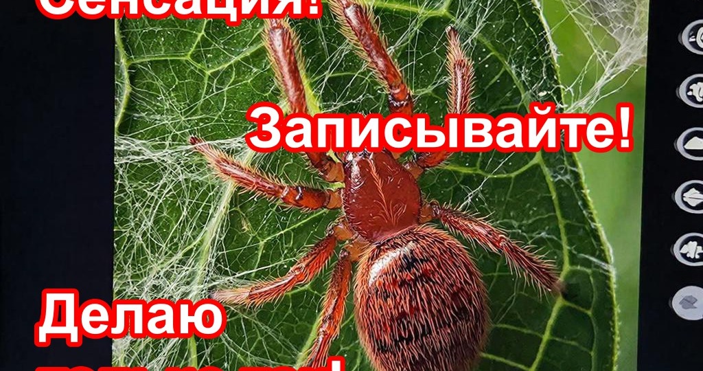 Как садово-огородная дурь появляется, подхватывается и распространяется в интернете. На примере препаратов от клещей