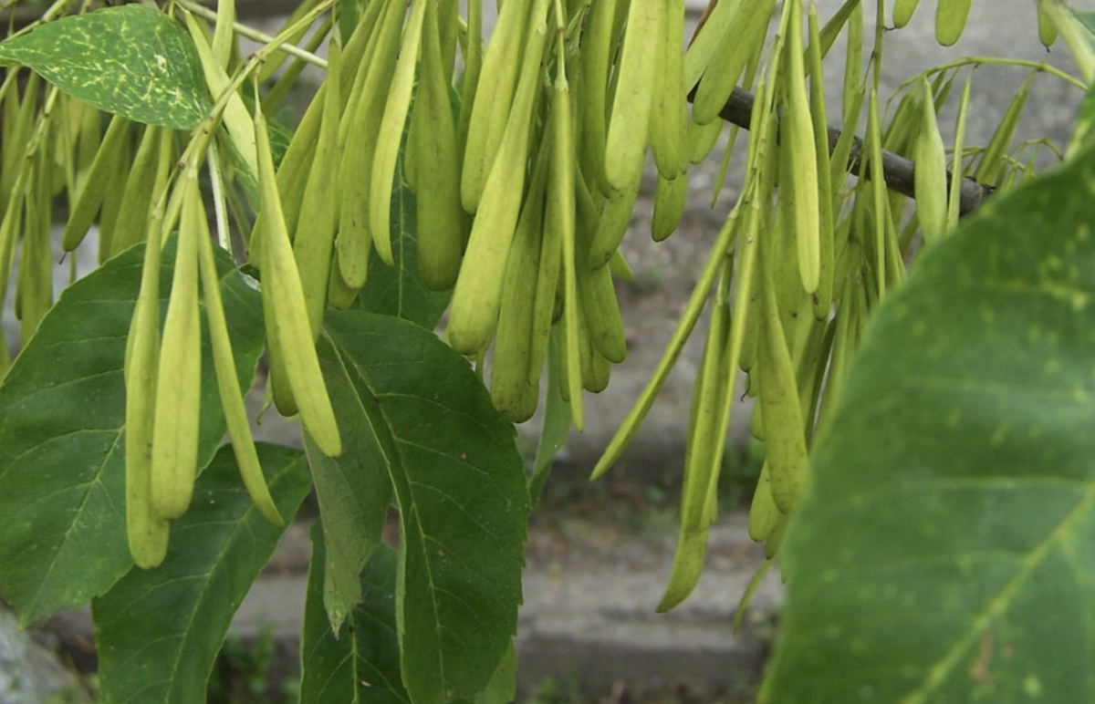 Ясень пенсильванский — чемпион по росту и размножению