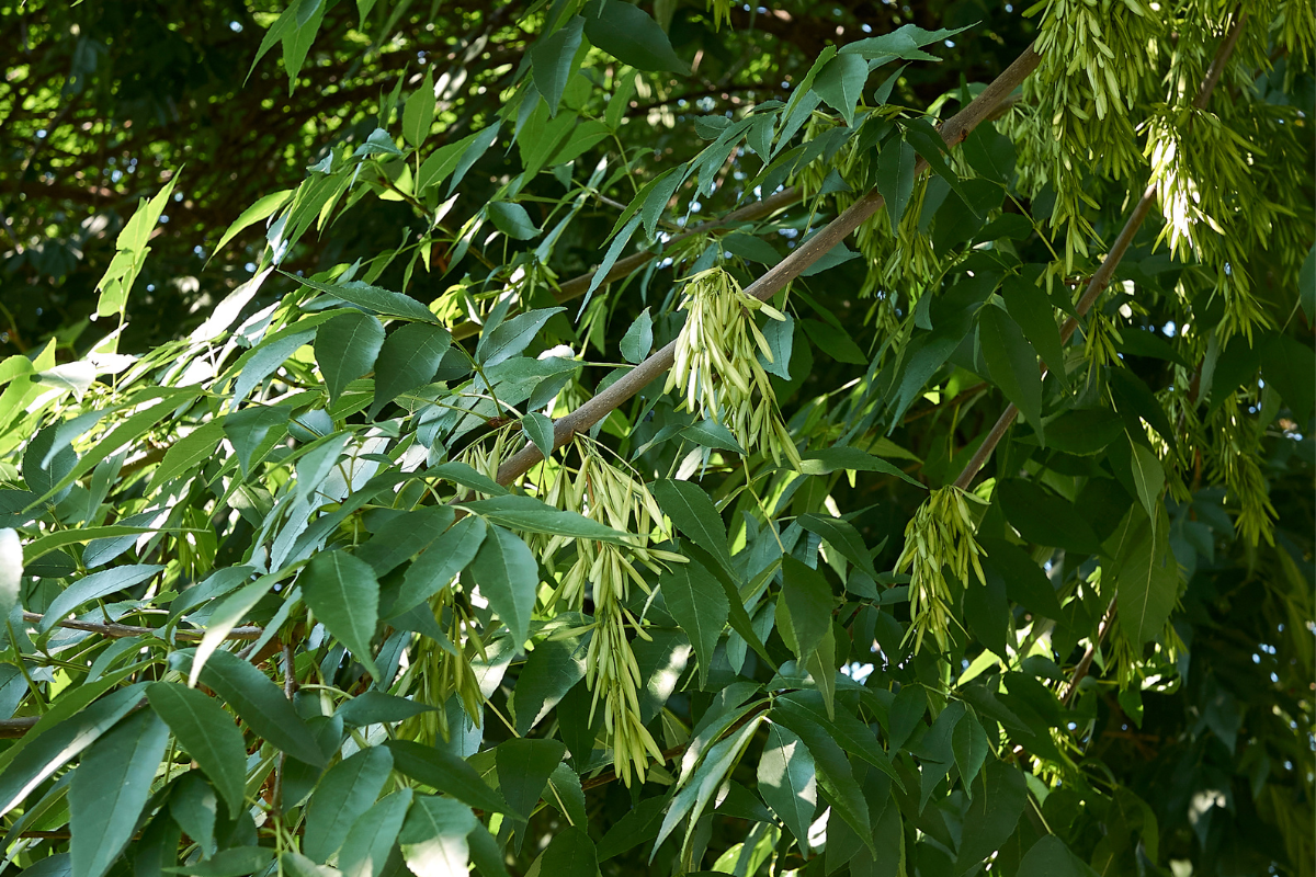 У себя на родине ясень пенсильванский имеет естественных врагов — насекомых и болезни