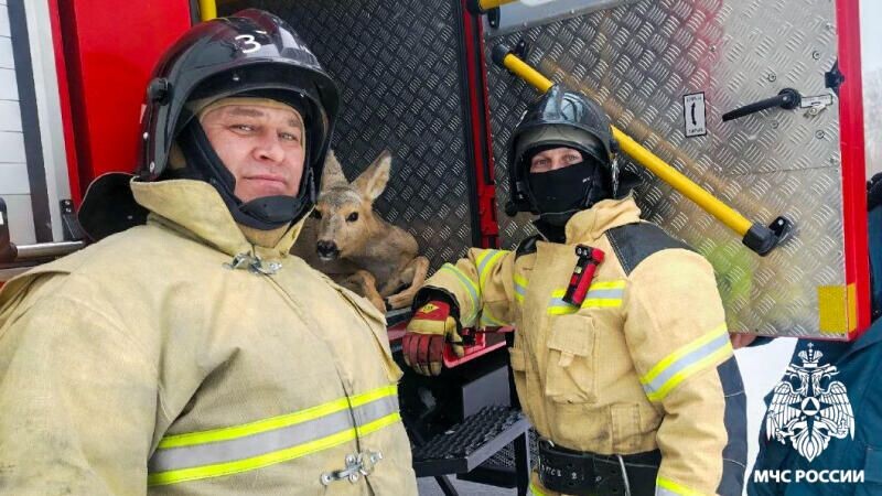 Пожарные спасли косулю