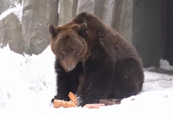 Разминают лапы и щурятся на солнце: в Новосибирском зоопарке проснулись бурые медведи