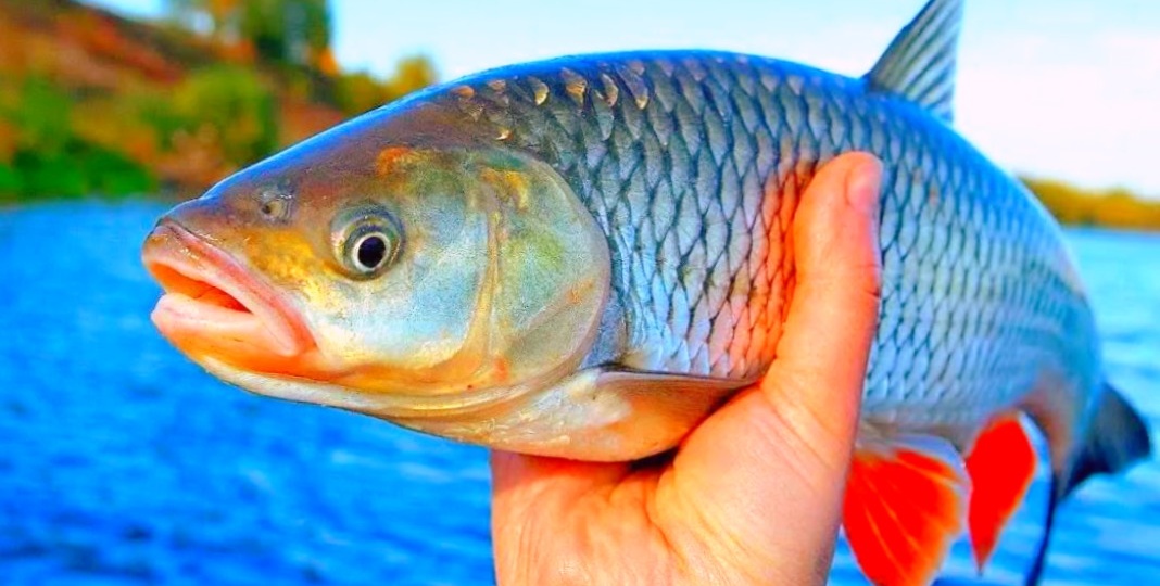 Как читать реку и находить рыбу без эхолота за 10 минут: метод, который работает на любой реке