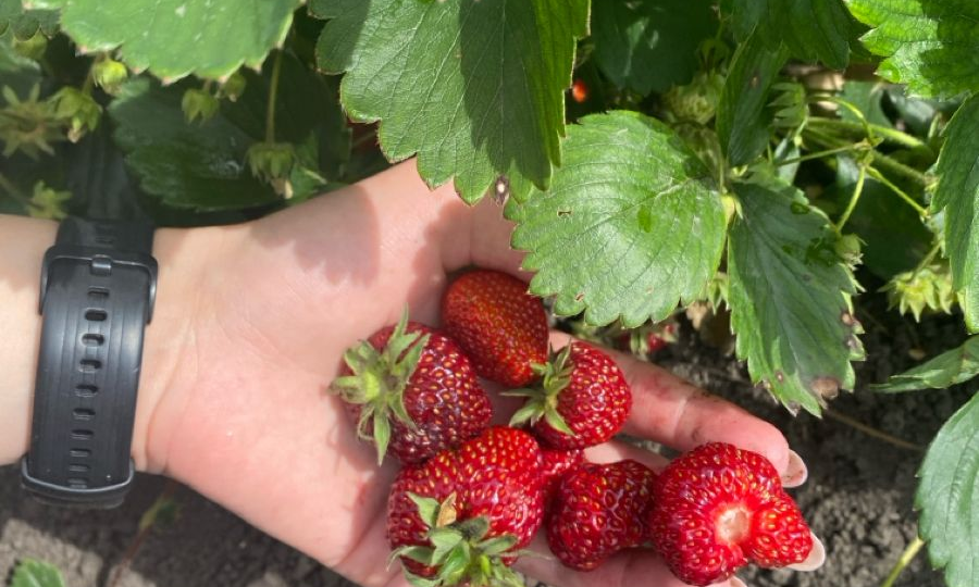 Кислая и сладкая: весеннее меню для голубики и клубники