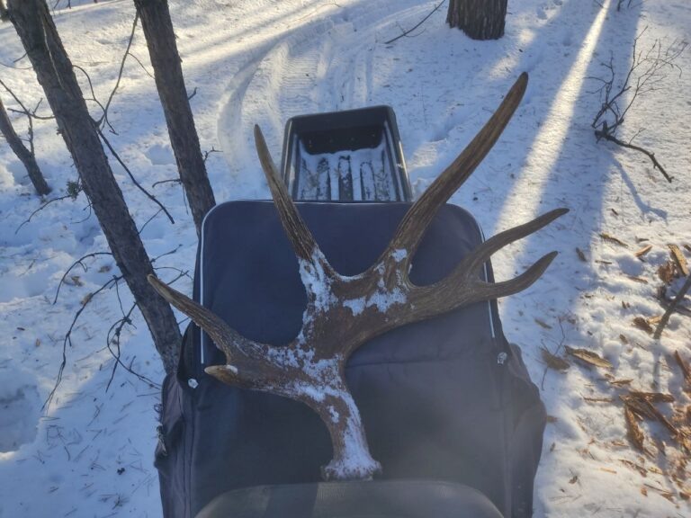    Лось пополнил сброшенными рогами коллекцию музея Бузулукского бора Мария Чалкина