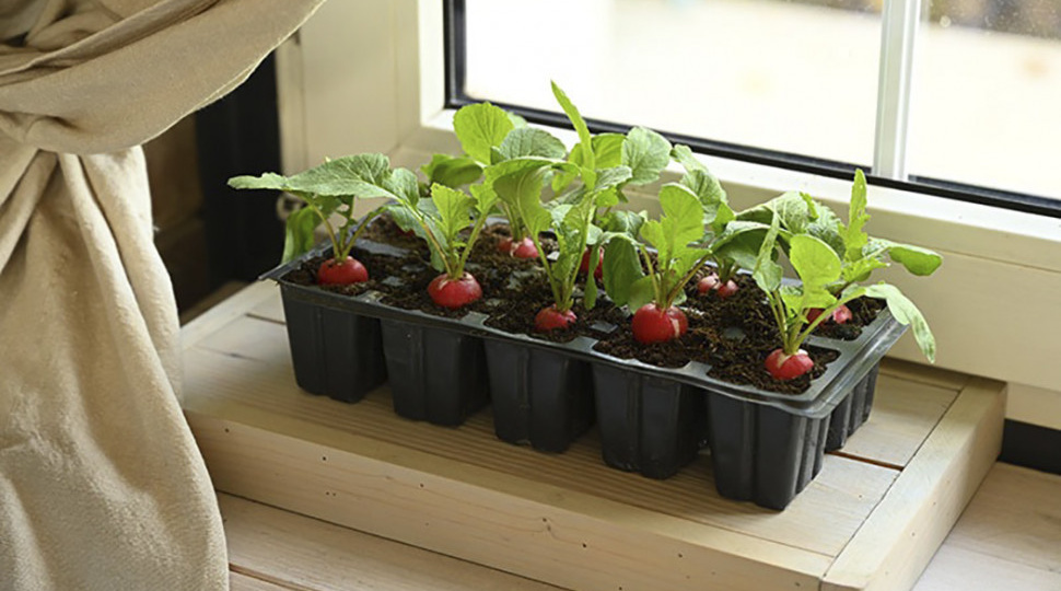 Ранние сорта\гибриды редиса, не уходящие в цветушность и не растрескивающиеся