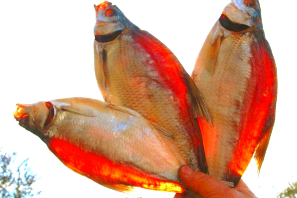 Вяленый лещ