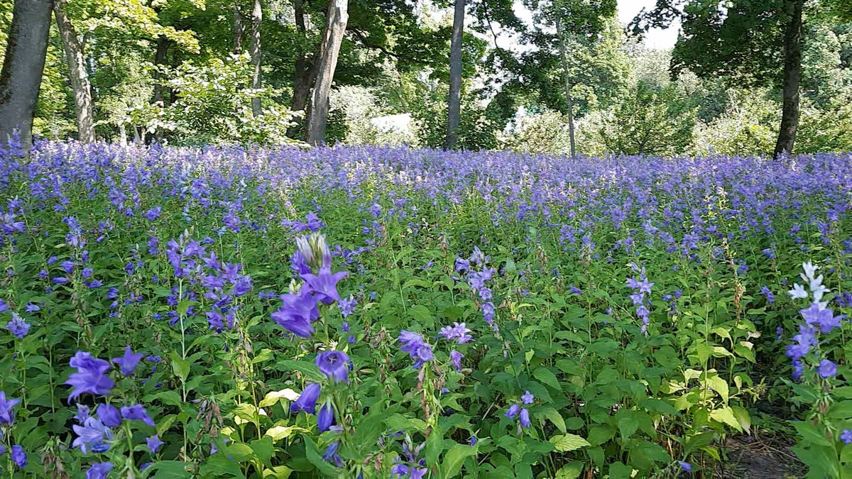 3 июля 2024 г.  Неподалеку от Флигеля Кузминских.