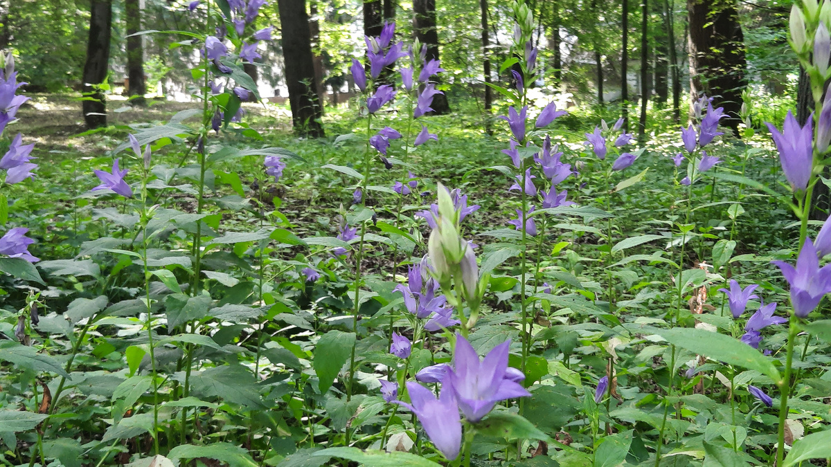 11 июля 2025 г.