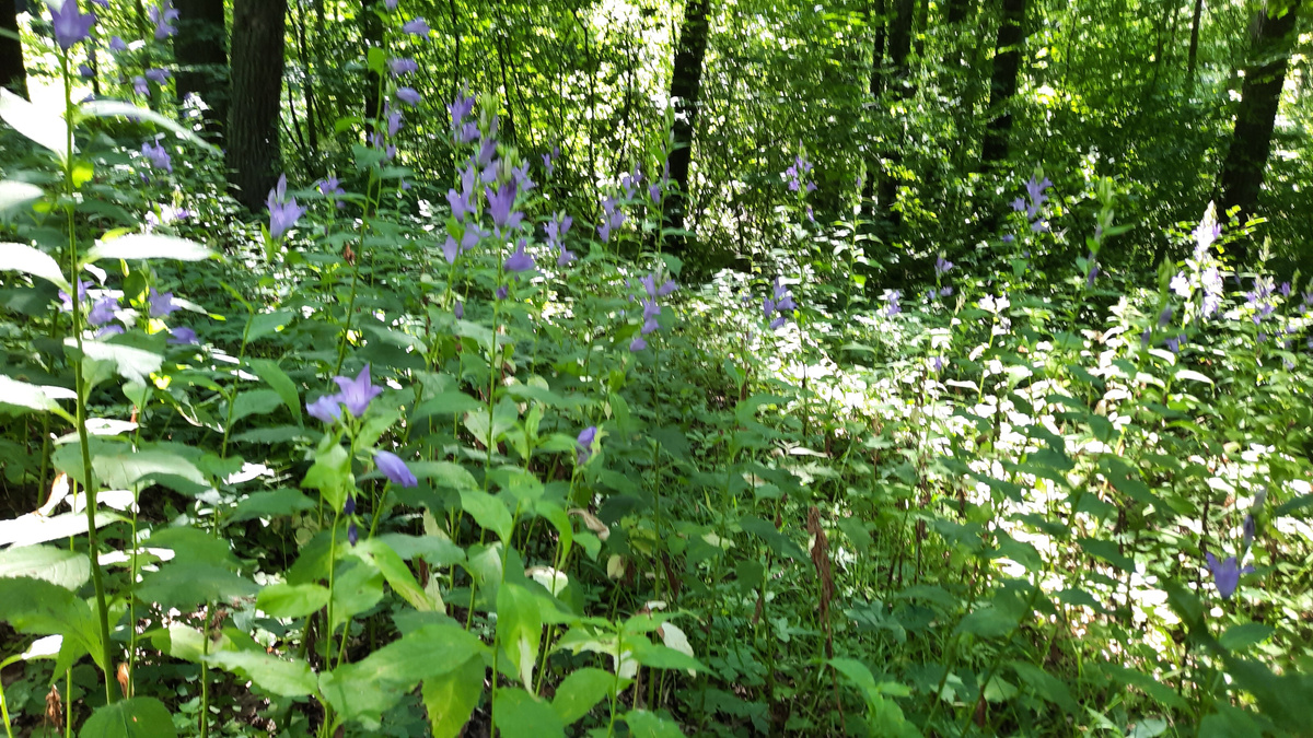 11 июля 2025 г.