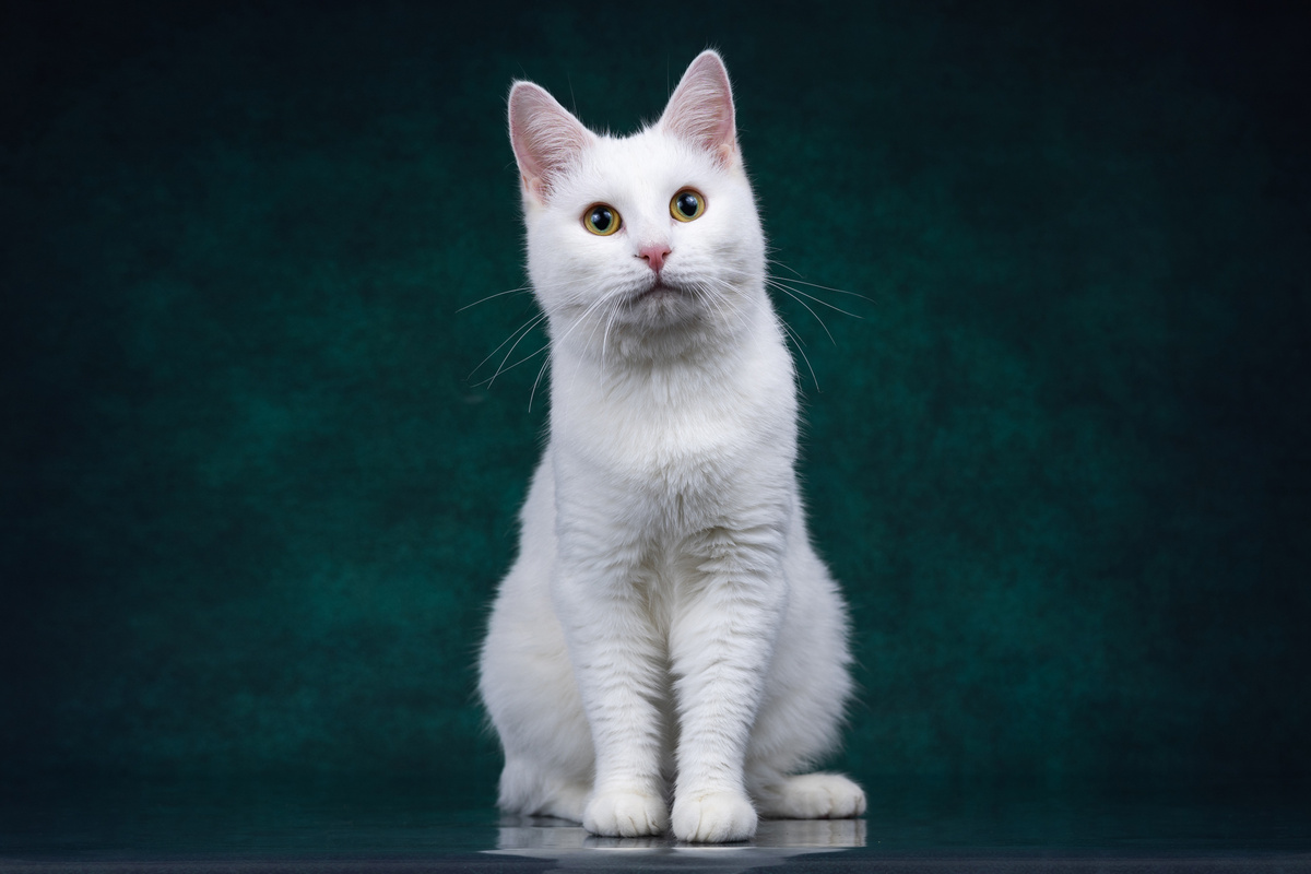 Зефир, 3 года. Ищет дом +7 903-266-04-05