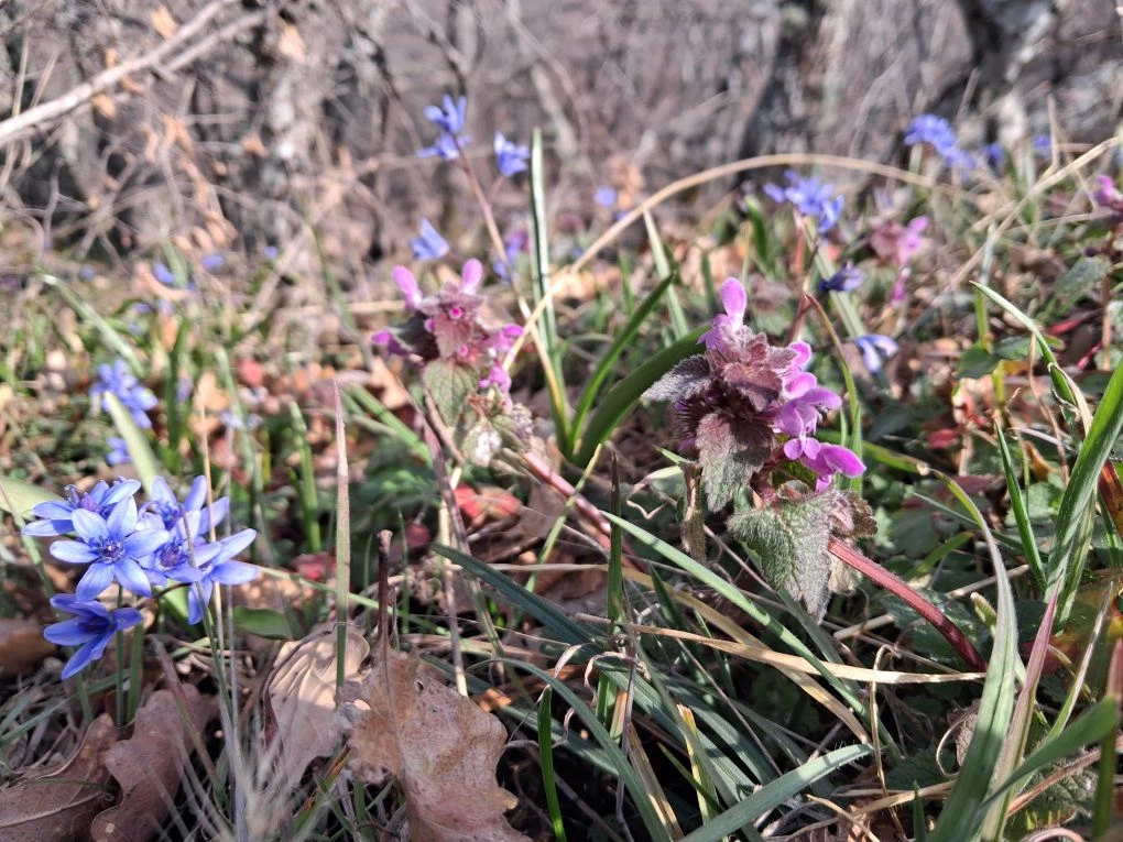 Тоже расцветает красота.