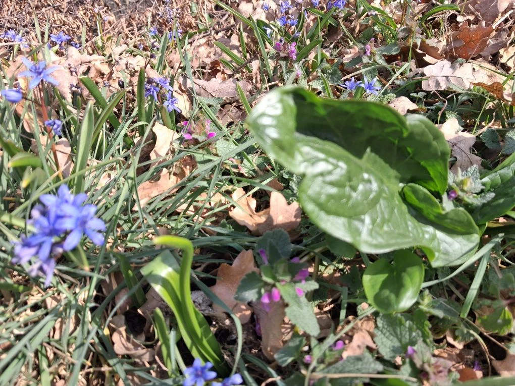 И всё же радуют глаз.