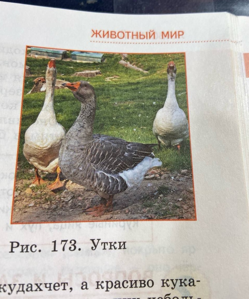 Утки… Так и хочется добавить: высокоудойной породы.