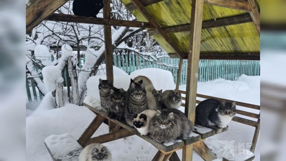 Зимовали на улице: на Урале спасают два десятка кошек, у которых умер хозяин