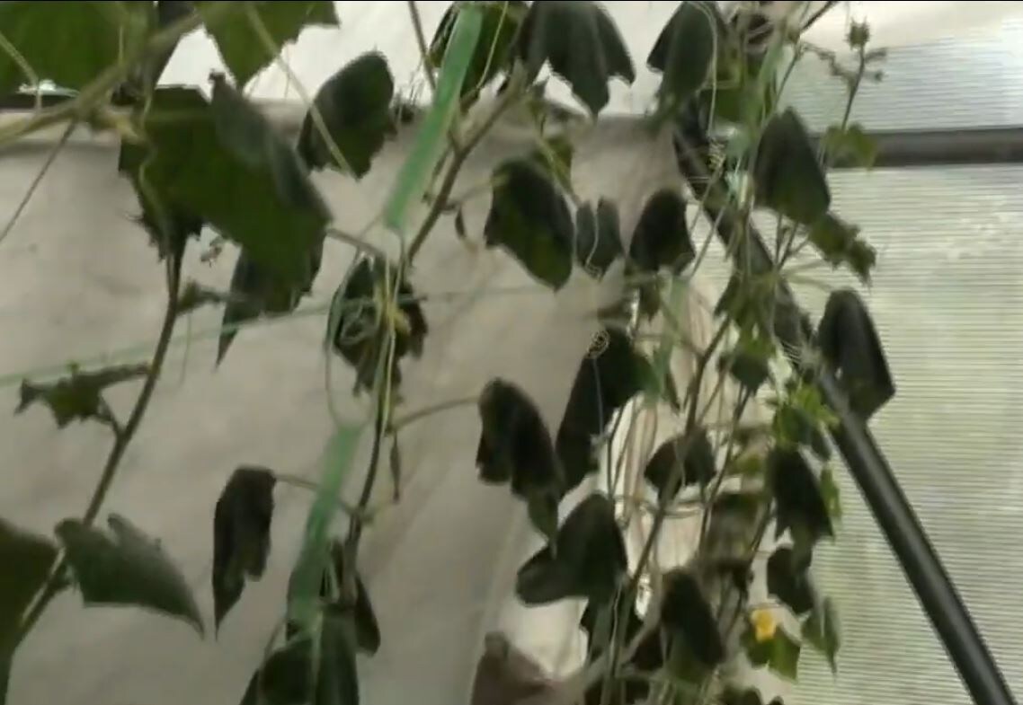 Фузариоз огурца