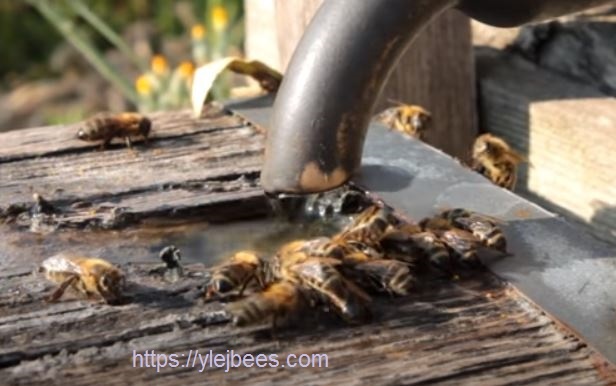 Пчелы берут воду