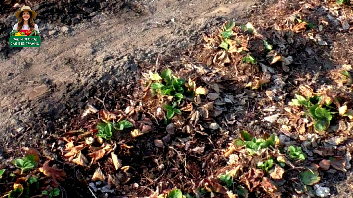 Обработка клубники после зимы.