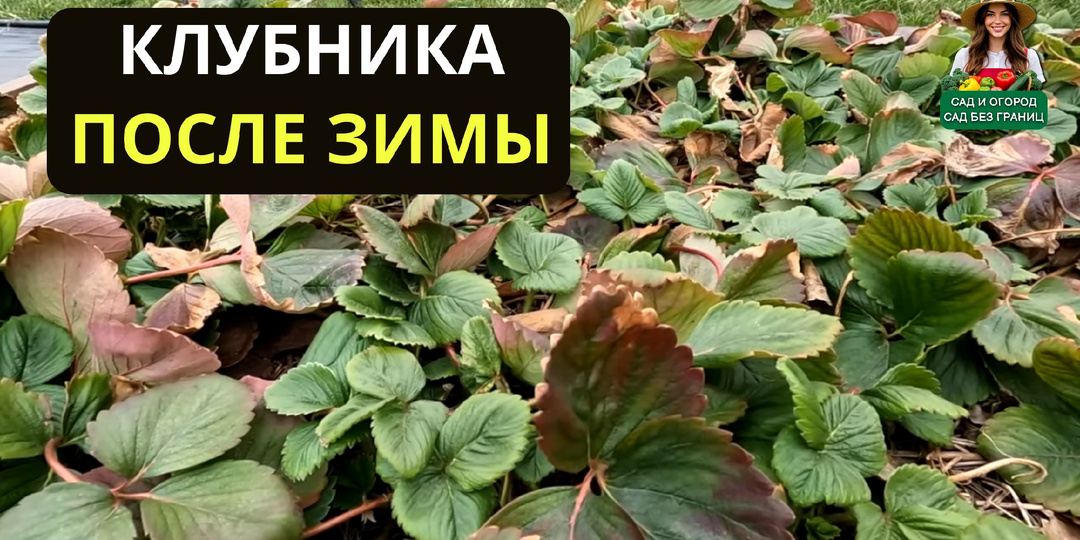 Первая ранневесенняя обработка клубники после зимы.