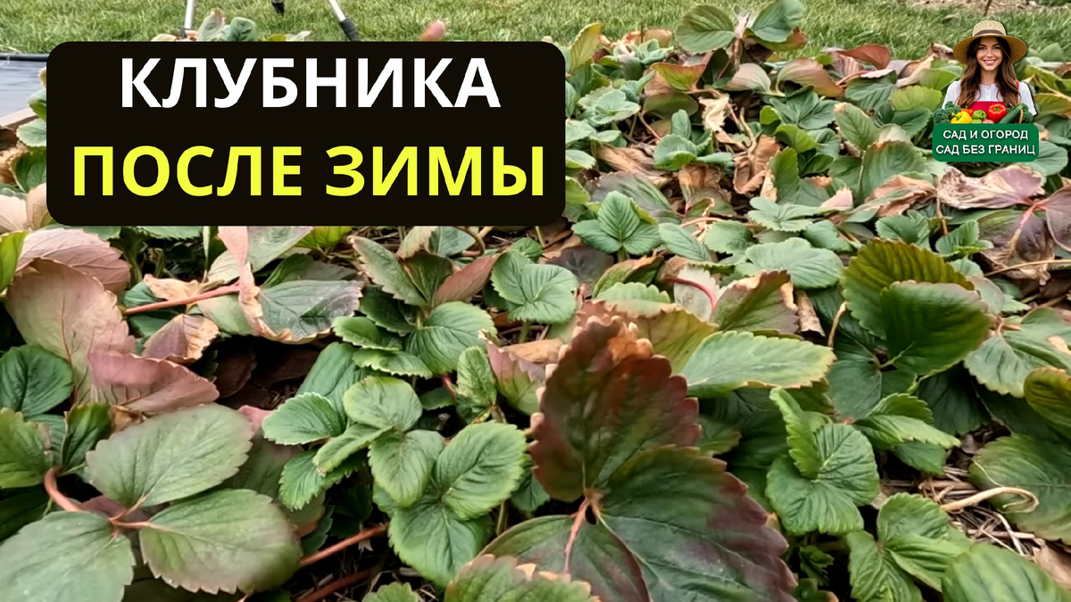 Клубника после зимы. 
