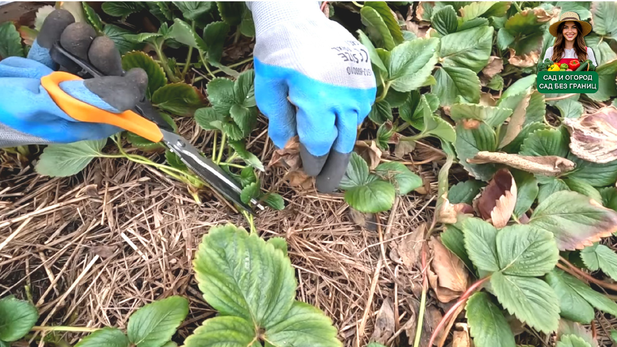 Обрезка сухих листьев у клубники.