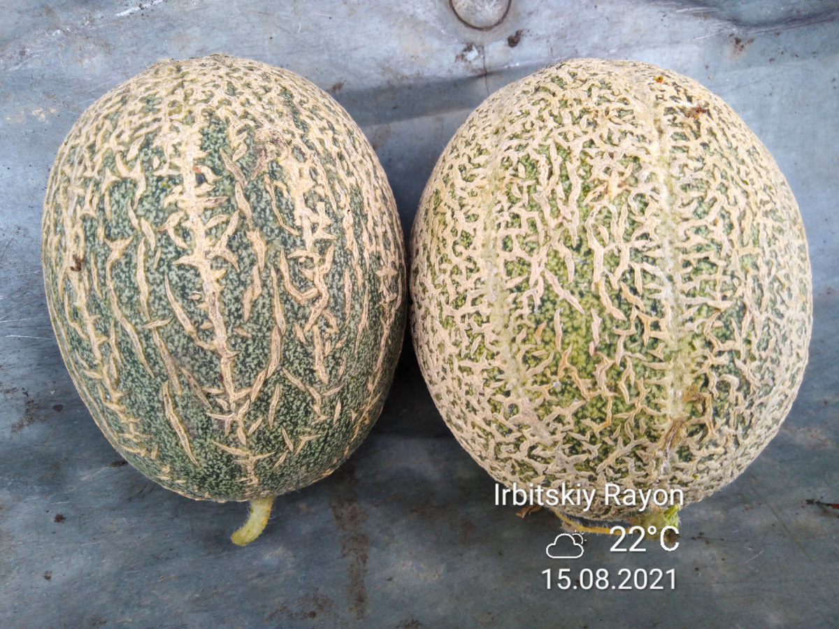 Дыня Карамельная, фото автора.