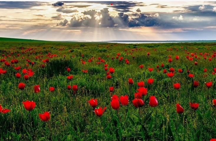 фото взято из св.источников интернет.