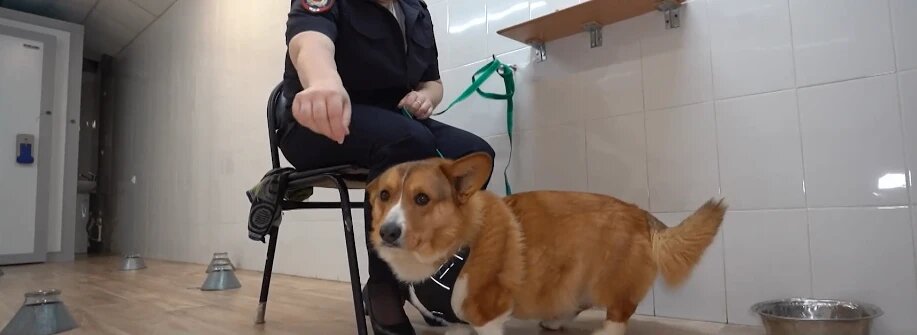 Не просто декоративная собачка: в Алтайской полиции начал служить корги