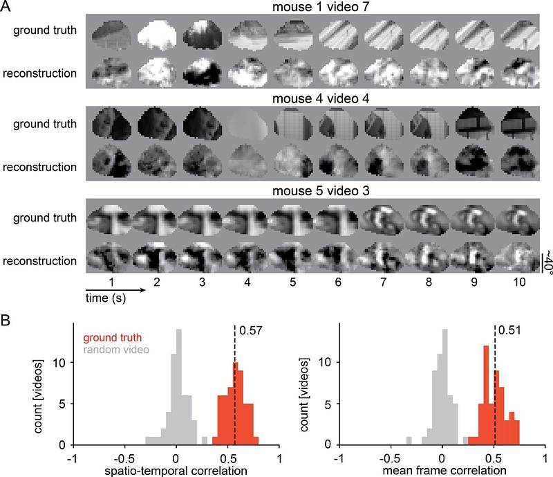 Качество реконструкции: Сравнение между оригинальными видео и изображениями, воссозданными ИИ на основе мозговой активности разных мышей. Тесты продемонстрировали высокое сходство между тем, что животное действительно видело, и визуальной интерпретацией, полученной алгоритмом. Источник: J. Bauer et al., 2026.