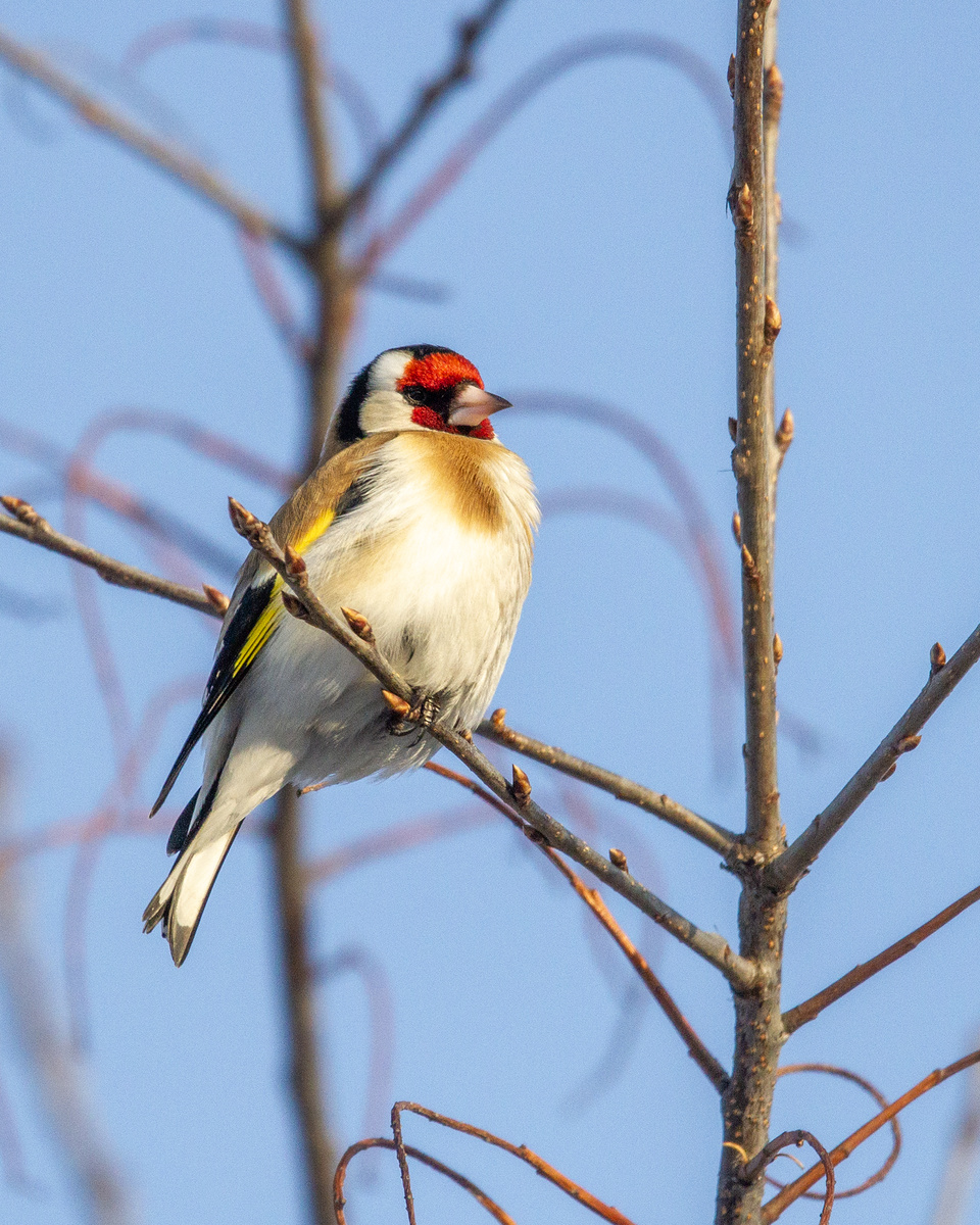 Черноголовый Щегол. 15.03.2026г. Тюмень Фото Вера Швецова.
