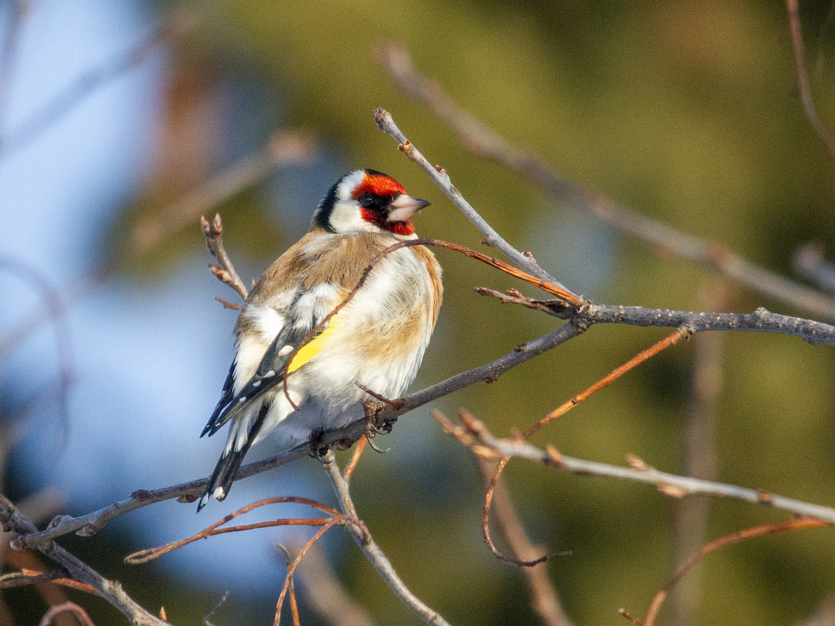 Черноголовый Щегол. 15.03.2026г. Тюмень Фото Вера Швецова.