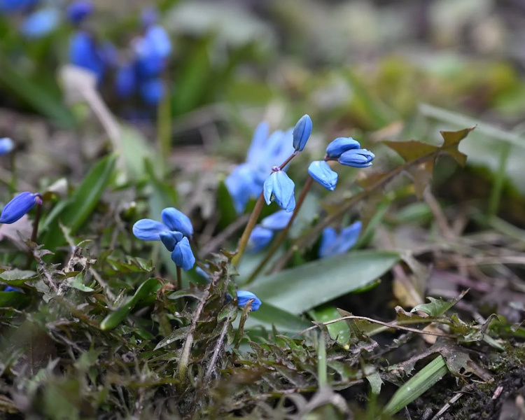     В Курской области 17 марта ожидаются снег, дождь и небольшое похолодание
