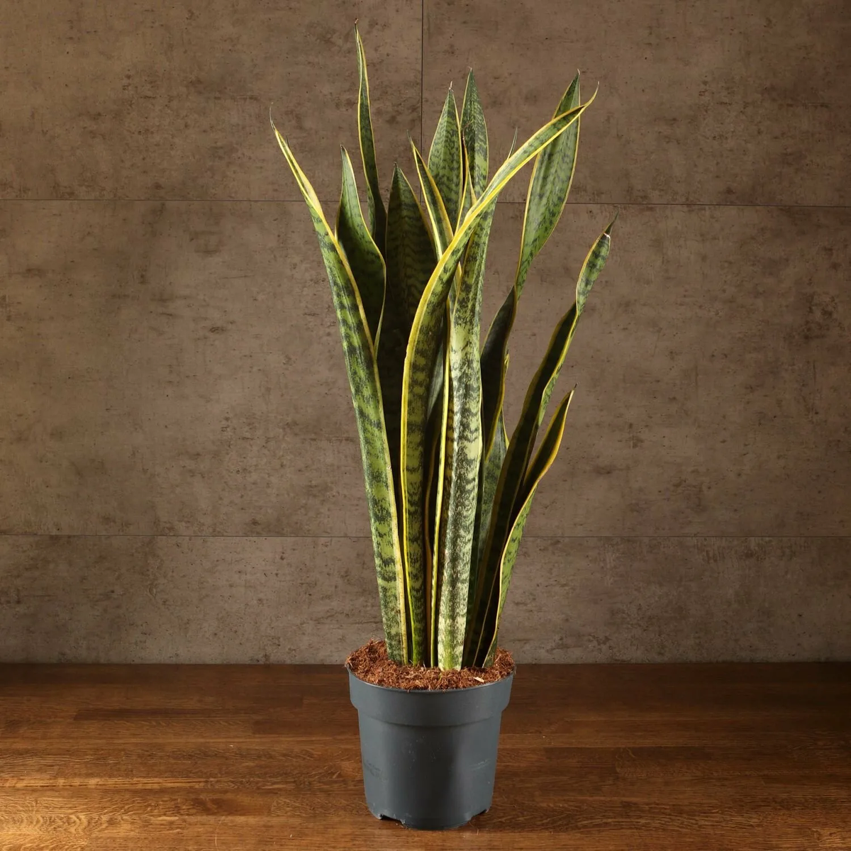 Сансевиерия («тёщин язык»)