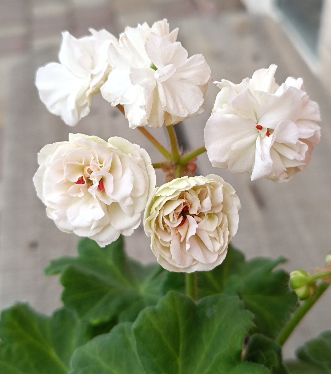 Таира Любовь Орлова. Это цветет черенок. Было три шапки друг за другом