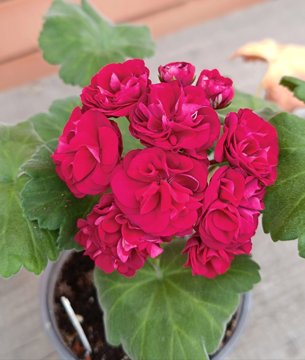 ТА Амазонка