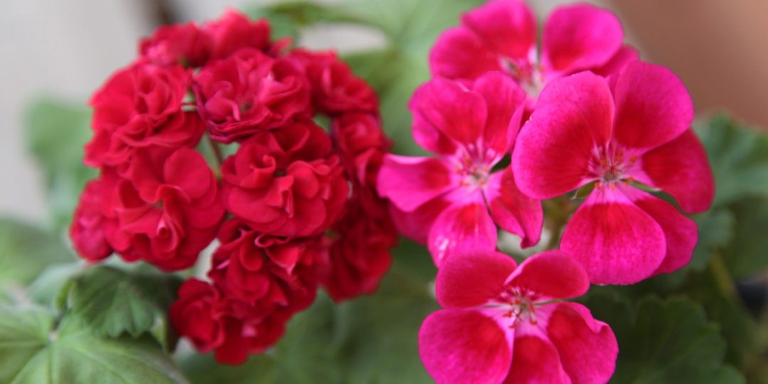 Дискриминация по цвету лепестков