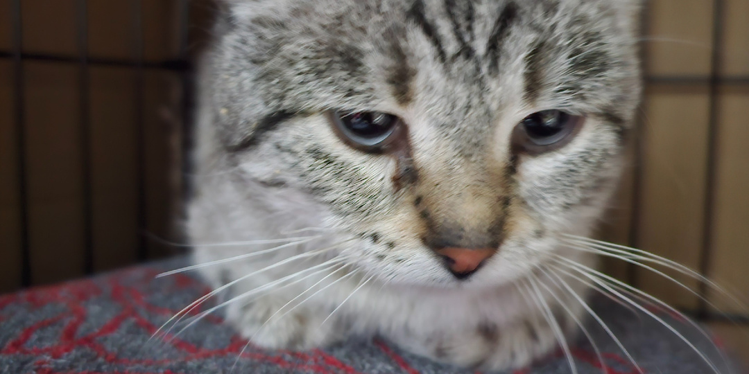 Письмо с того света. Написано лапой кота... помогите...