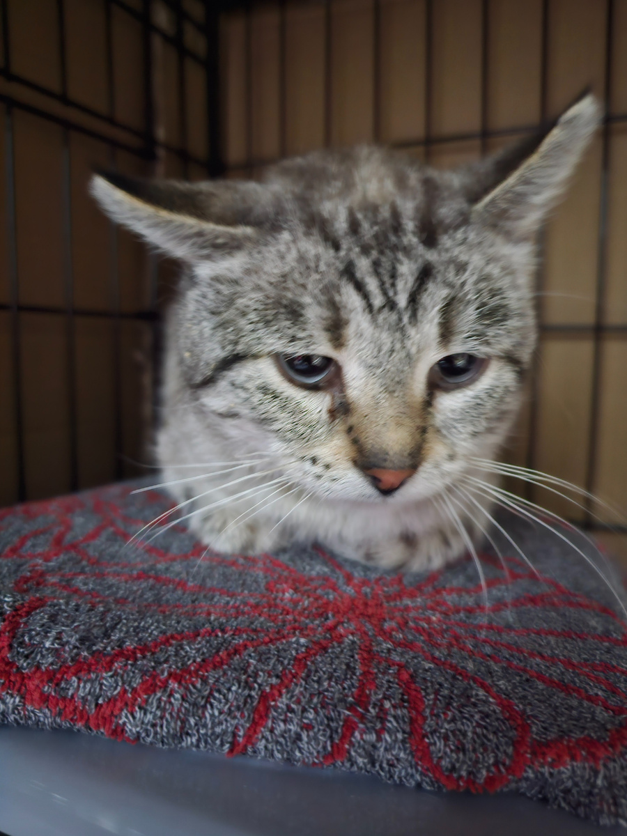 Фото автора. КотЬ. Помогите спасти маленькую жизнь.