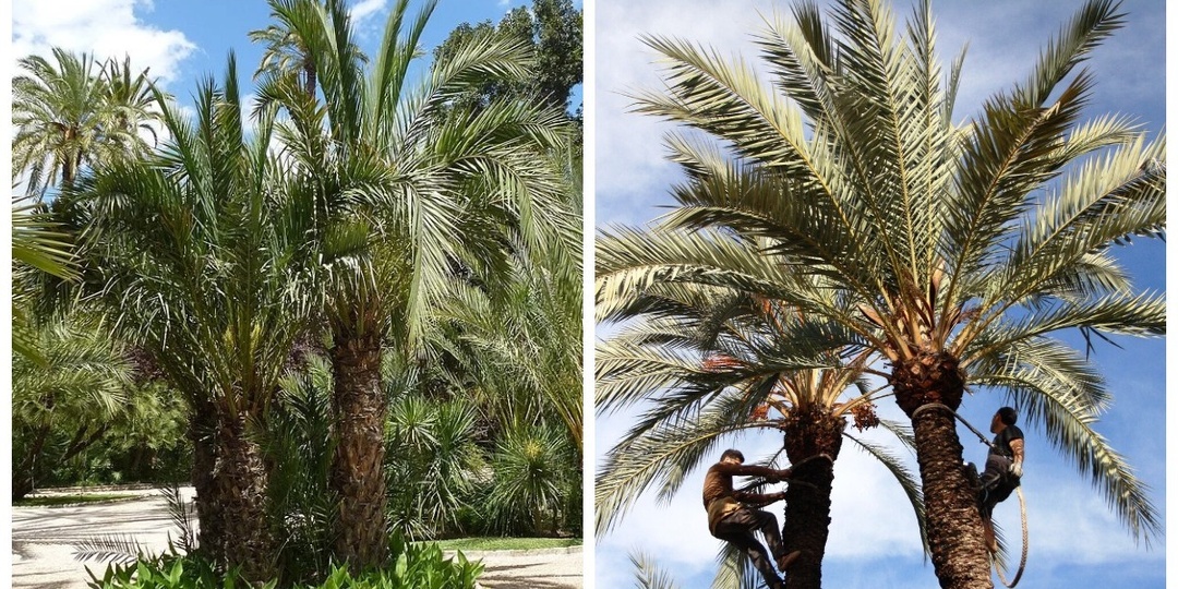 Европейская Сахара: как испанский город превратили в финиковый рай