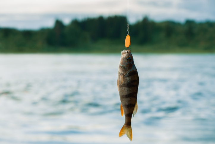 Фото: iStock/Irina Orlova